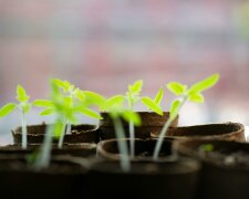 Nie zwlekaj z siewem pomidorów. Ten termin daje najlepsze efekty
