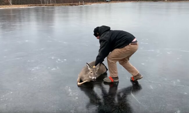 To prawdziwy bohater!/Youtube @ViralHog