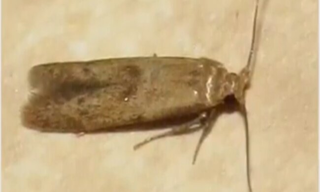 Mole spożywcze/YouTube @Health & Fitness