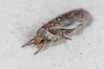 Mole spożywcze/Pexels