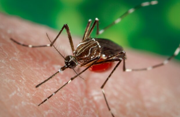 Jak poradzić sobie z komarami? / cdn.britannica.com