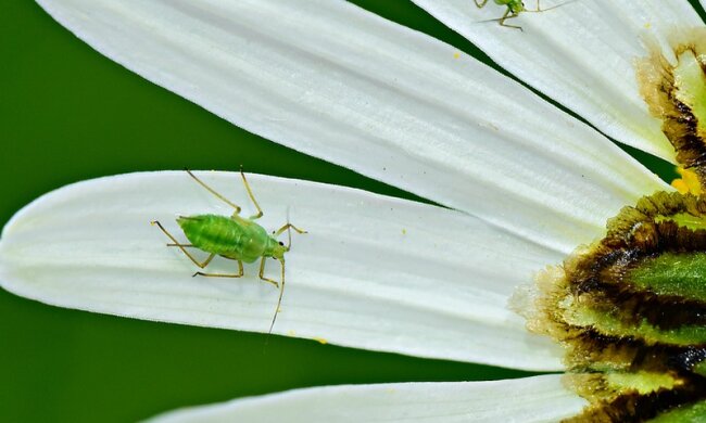Skuteczne sposoby na owady niszczące rośliny