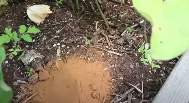 Mrówki w ogrodzie, źródło: YouTube/ MIgardener