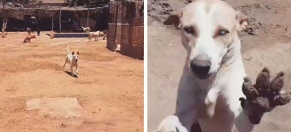 Mężczyzna został najlepszym przyjacielem niewidomego psa ze schroniska i jest to bardzo wzruszające