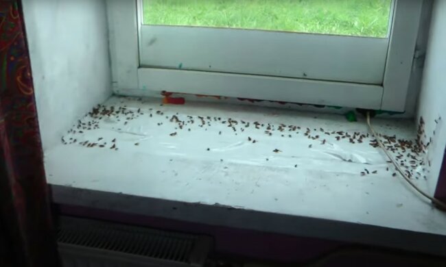 źródło: YouTube/Stowarzyszenie EkoZaRadni