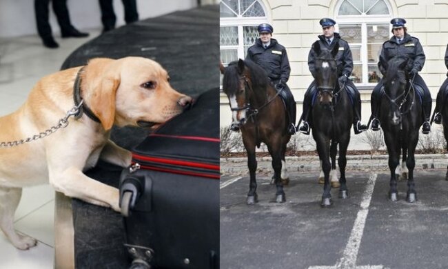 Powstanie specjalna emerytura dla... psów! Padła już propozycja rewolucyjnych zmian w prawie