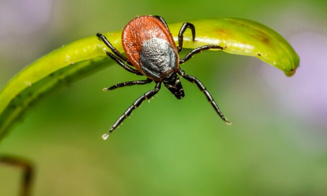 kleszcz @pexels