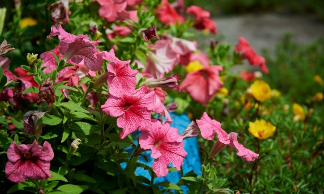 Te kwiaty rosną błyskawicznie i wypełnią ogród w kilka tygodni. Wystarczy wysiać je wiosną