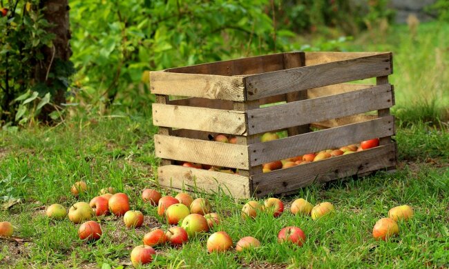 Sadownicy mierzą się z poważnymi problemami, źródło: Nawozy.eu