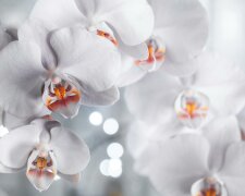storczyki @pexels