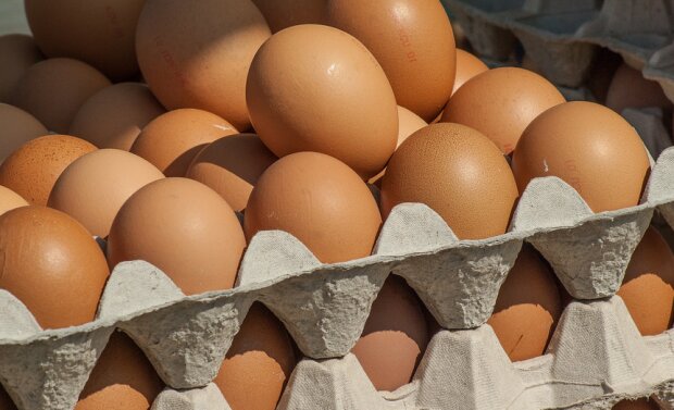 GIS ostrzega przed jedzeniem jajek tej popularnej marki. W wielu partiach wykryto salmonellę