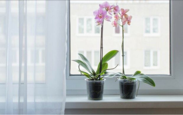 Sadzenie orchidei, aby zrobić szklarnię z jednej rośliny