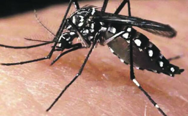 Komary, które przenoszą groźne patogeny pojawią w Europie? Naukowcy ostrzegają