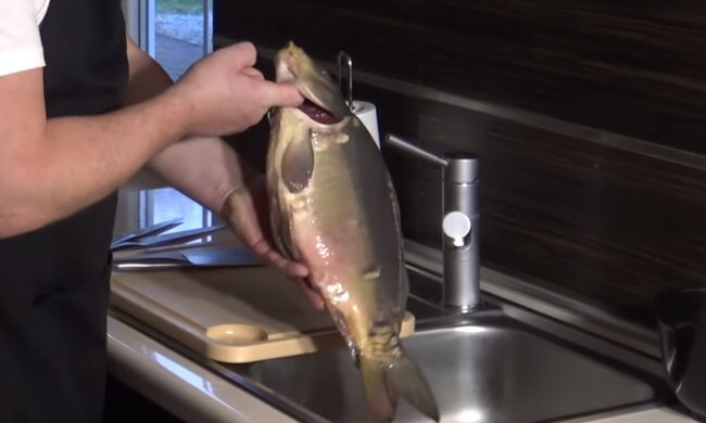 Karp. Źródło: Youtube Tomasz Strzelczyk ODDASZFARTUCHA