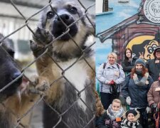 Schronisko w Białymstoku wstrzymało adopcje psów. Akcja cieszyła się dużym uznaniem