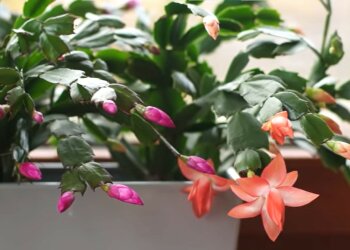 grudnik, screen Youtube @ogrodnacodzien