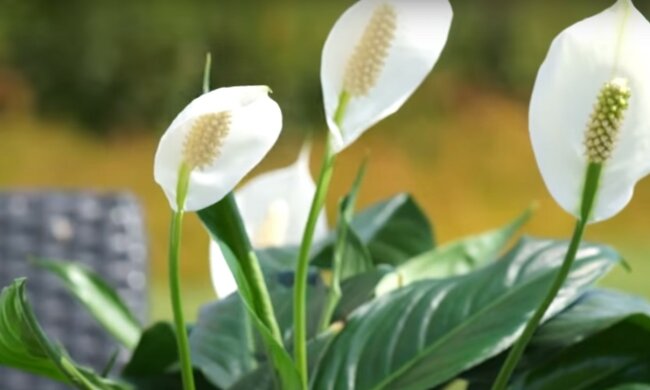 źródło: YouTube/ogród na co dzień