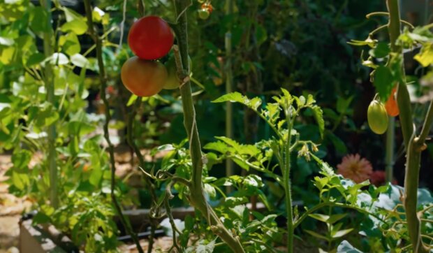 Pomidorki, źródło: YouTube/ Epic Gardening