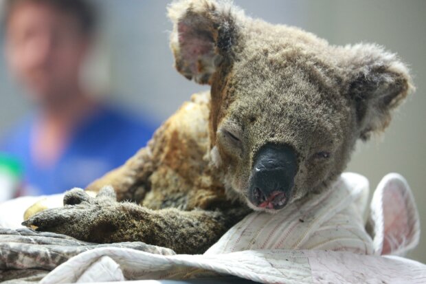 Australia. Uratowane z pożarów koala, mają nikłe szanse na przeżycie