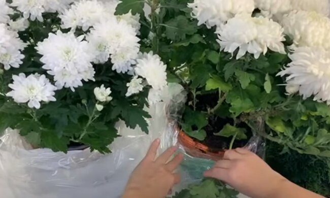 Chryzantemy, źródło: YouTube/Domowe pasje Anki