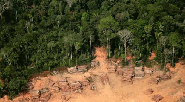 Amazonia. Źródło: polityka.pl
