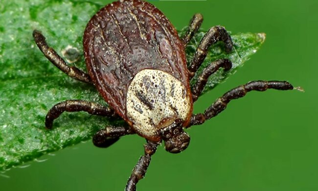 screen Youtube @Uznawaj