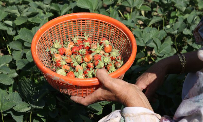 Podlej tym truskawki, a owoce będą większe i słodsze. Domowa odżywka za grosze