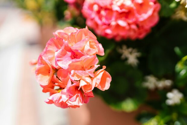 pelargonii @pexels