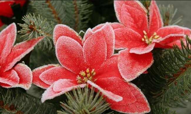 Co powoduje, że gwiazda betlejemska gubi liście? Jak o nią dbać, by była piękna