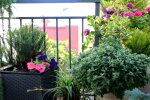 Ogród na balkonie/YouTube @Poradnik Ogrodniczy