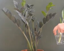 Zamiokulkas/YouTube @Make Your Life Greener