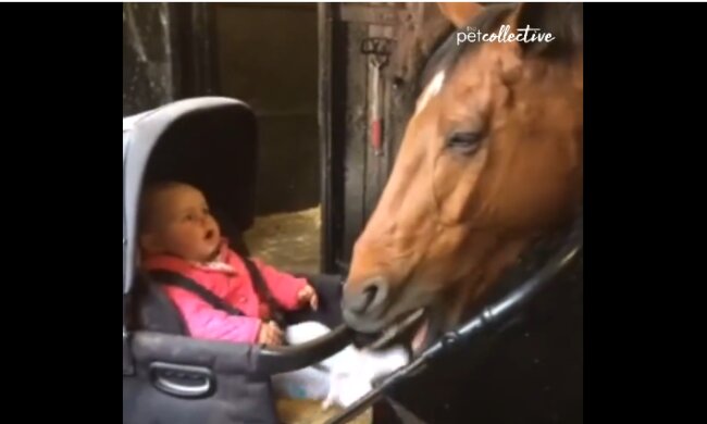 Zaskakujące nagranie konia, który postanowił zaopiekować się małym dzieckiem. Wobec tego nagrania nie można zostać obojętnym