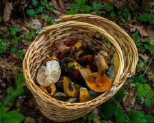 Takich grzybów nie wkładaj do koszyka. Nawet po obróbce mogą zaszkodzić