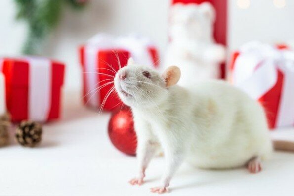 Czego lepiej nie przedstawiać bliskim w Rok Szczura? Chyba o tym nie wiedziałeś