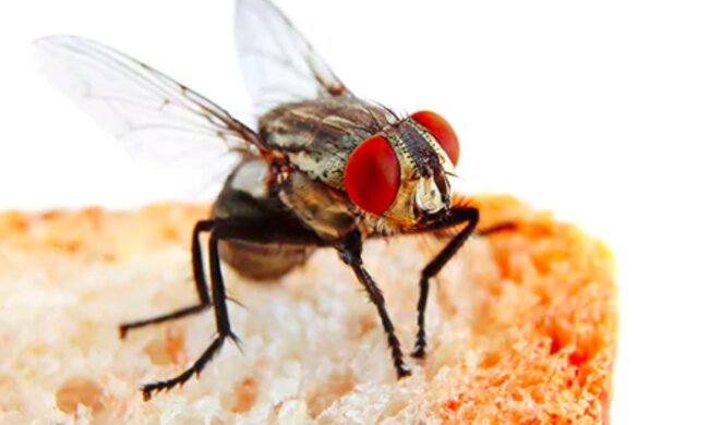 Muchy są niezwykle niebezpieczne / ecolab.com