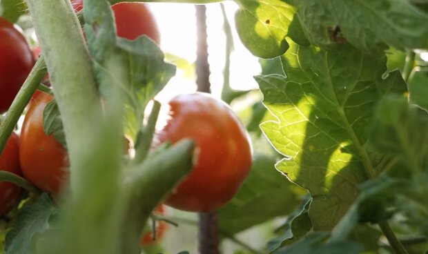 Pomidory, źródło: YouTube/Next Level Gardening