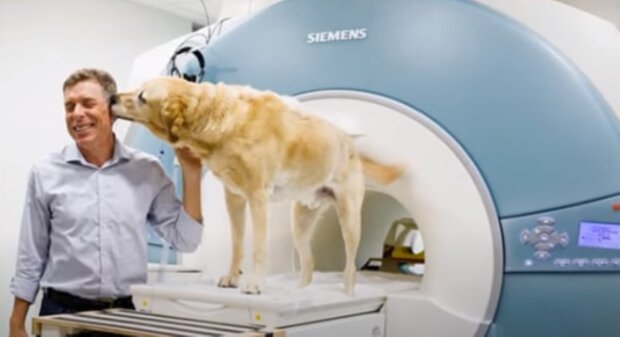 Pies w czasie badania rezonansem/YouTube @Jak?!