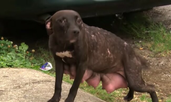 Matka Pit Bull desperacko poprosiła ludzi o zwrot swoich dzieci