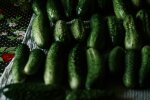 ogórki @pexels