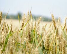 Polscy rolnicy w bardzo trudnej sytuacji. Alarmują o kryzysie