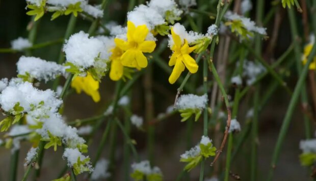 Odporne na mrozy, źródło: YouTube/ PlantDo Home & Garden