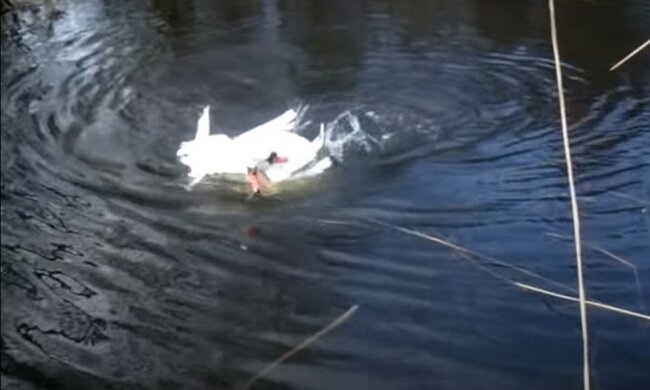 Dwa łabędzie błagały ludzi o pomoc, screen Youtube