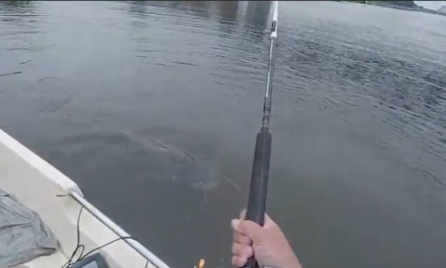 W Wiśle znaleziono kolejnego giganta. To nie jest pierwszy taki przypadek