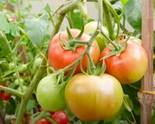 Pomidory, źródło: YouTube/ TEO Garden