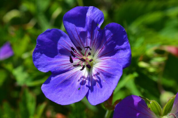 Geranium, źródło: Pixabay