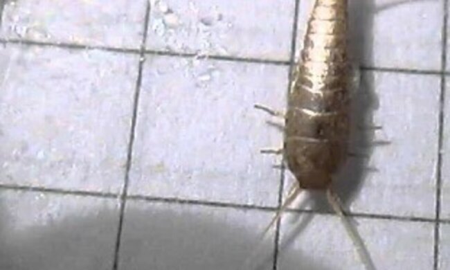 Rybik cukrowy/ Youtube: katowicecentrum