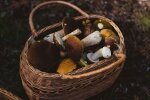 Wielki wysyp grzybów w Polsce! Lista regionów i gatunków, które znajdziesz już dziś