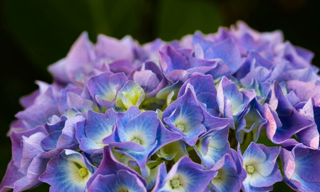 W kwietniu chwyć za sekator. Te rośliny właśnie teraz warto przyciąć, jeśli chcesz mieć piękny ogród