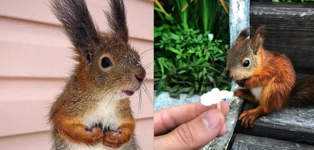 Niewiarygodna historia mężczyzny, który znalazł małą wiewiórkę. Zwierzątko odwdzięczyło się za pomoc