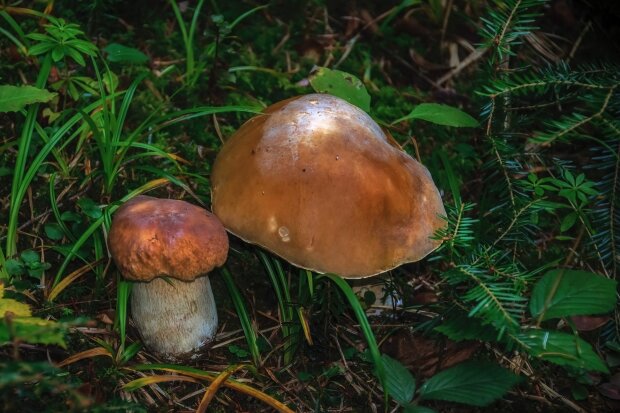 Grzybobranie/Pexels